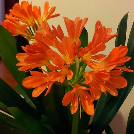 Appartement Lago Blu Gardone Riviera